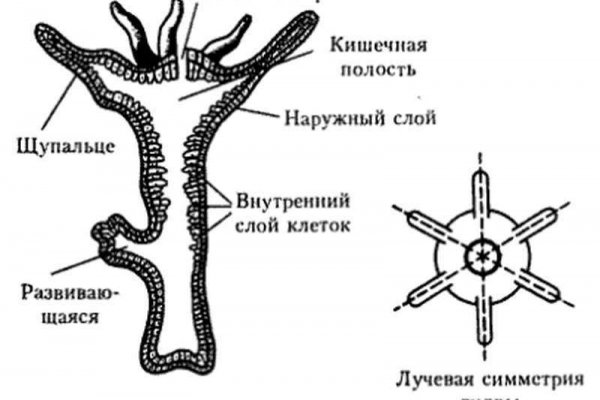 Кракен плейс