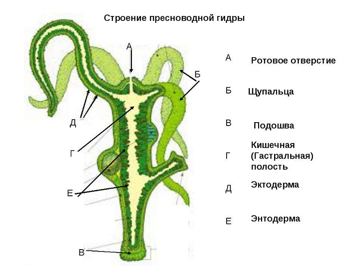 Как найти сайт кракен